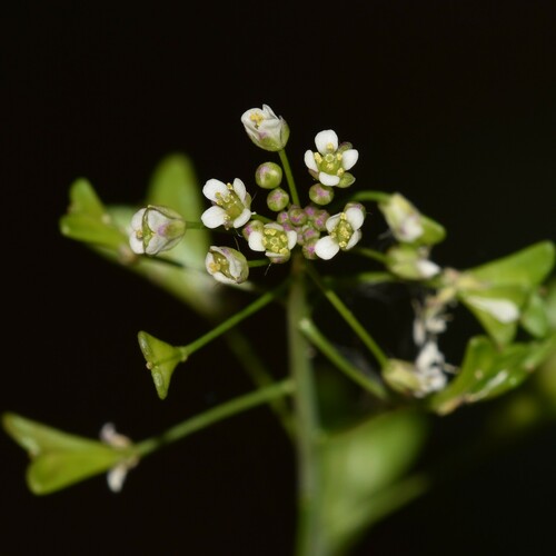 Capsella bursa-pastoris observed 2024-12-01