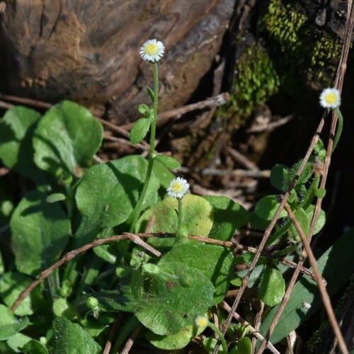 Image of Erigeron Bellioides (Erigeron bellioides) by no rights reserved