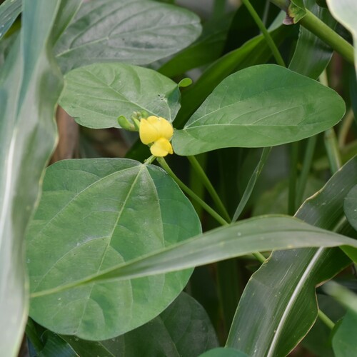 Image of Vigna marina by no rights reserved