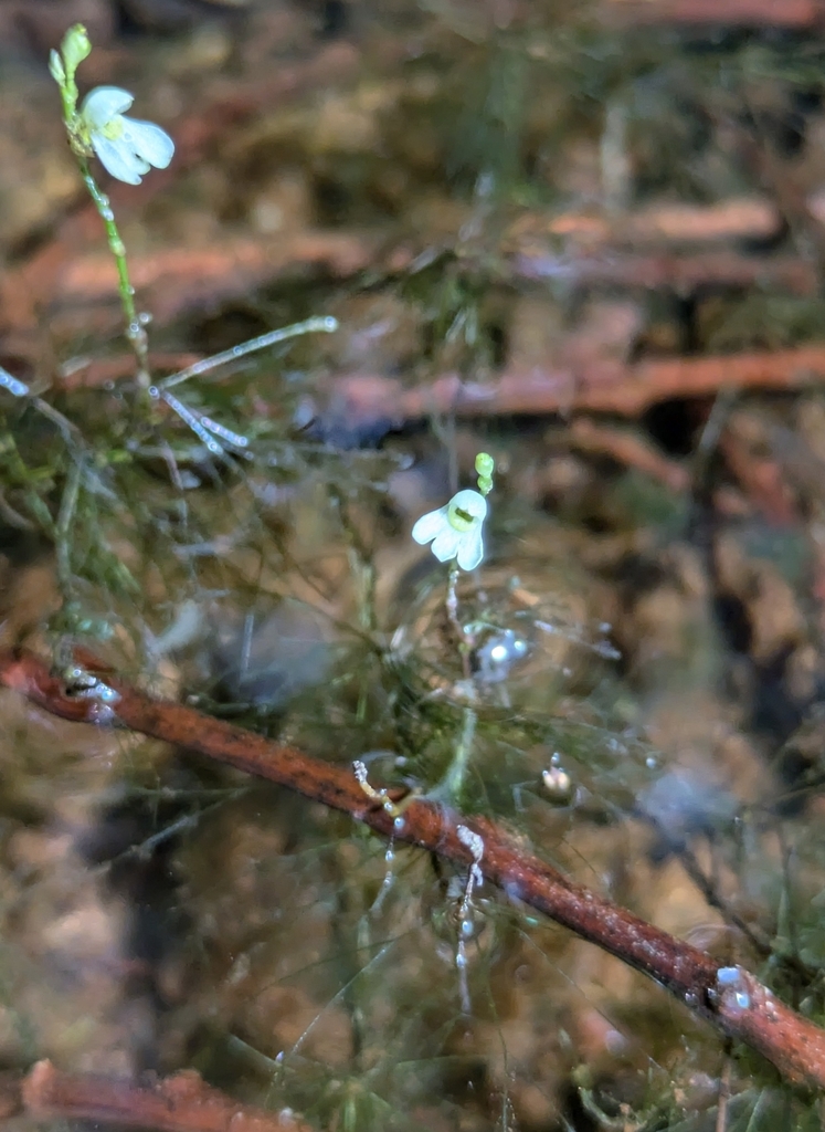 Utricularia neottioides A.St.-Hil. & Girard 4
