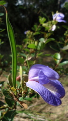 Periandra mediterranea