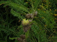 Astragalus alopecurus