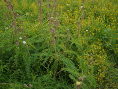 Astragalus alopecurus