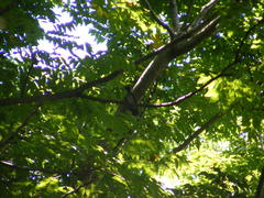 Hypothymis azurea oberholseri