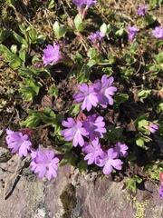 Primula integrifolia