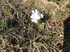 Primula integrifolia