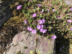Primula integrifolia