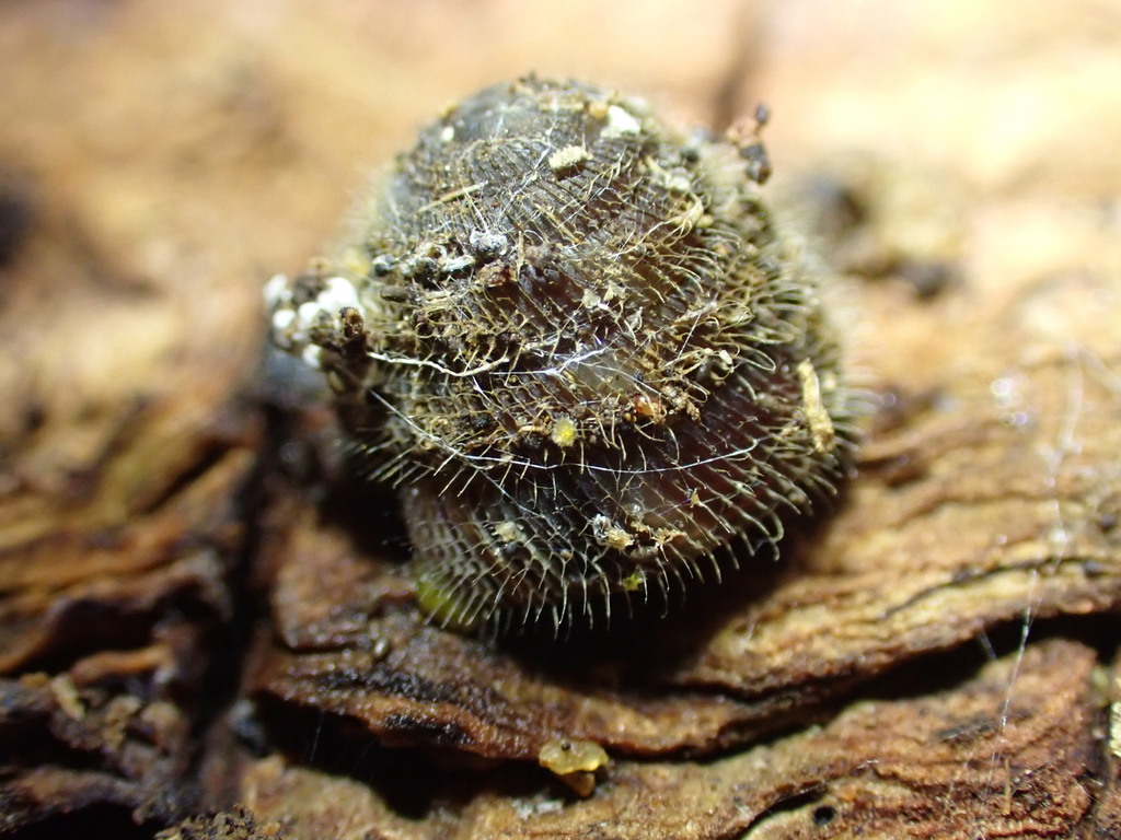 Fanulena imitatrix