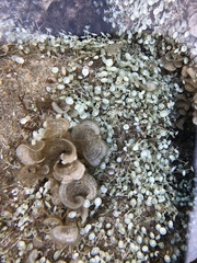 Padina pavonica