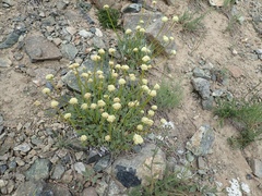 Eriogonum compositum