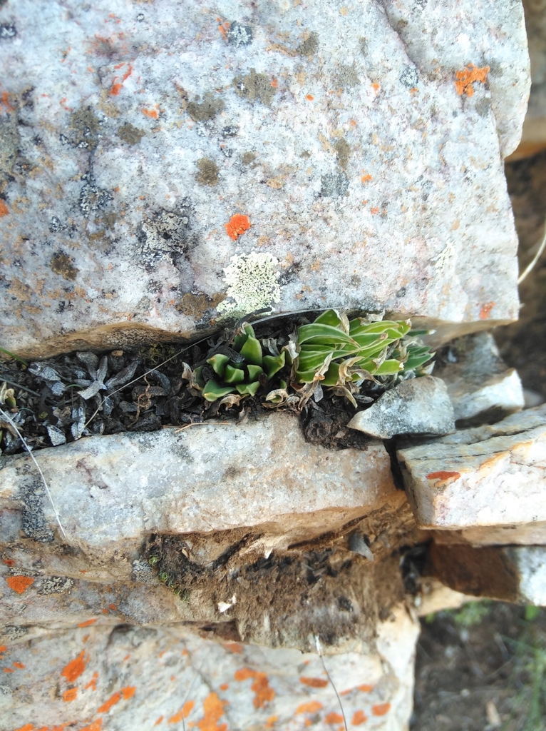 Haworthia zantneriana, Cacadu, ZA-EC, ZA
