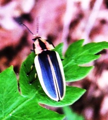 Pyractomena angulata
