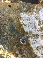 Nerita tessellata