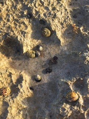 Nerita tessellata