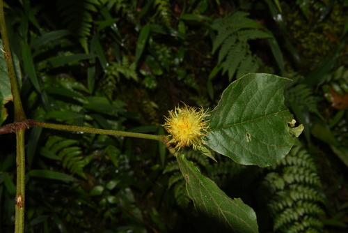 Sericostachys scandens