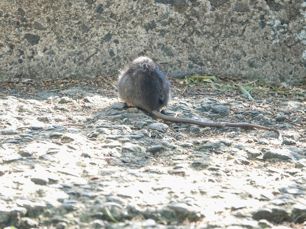 The hunt for the Black Rat (Rattus rattus), the UK's rarest rodent ...