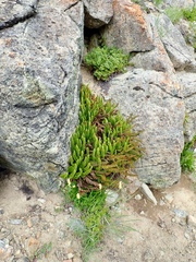 Polystichum lemmonii