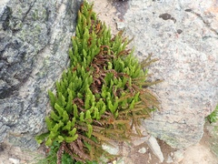 Polystichum lemmonii