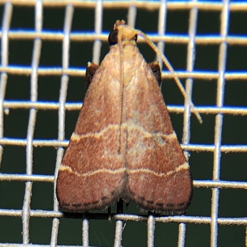 Arta statalis Grote, 1875