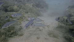 Trachurus mediterraneus