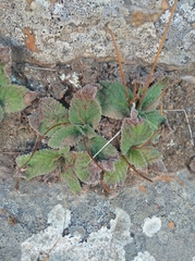 Streptocarpus meyeri