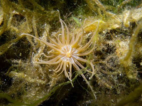 Photo of Snakelocks anemone (Anemonia viridis)