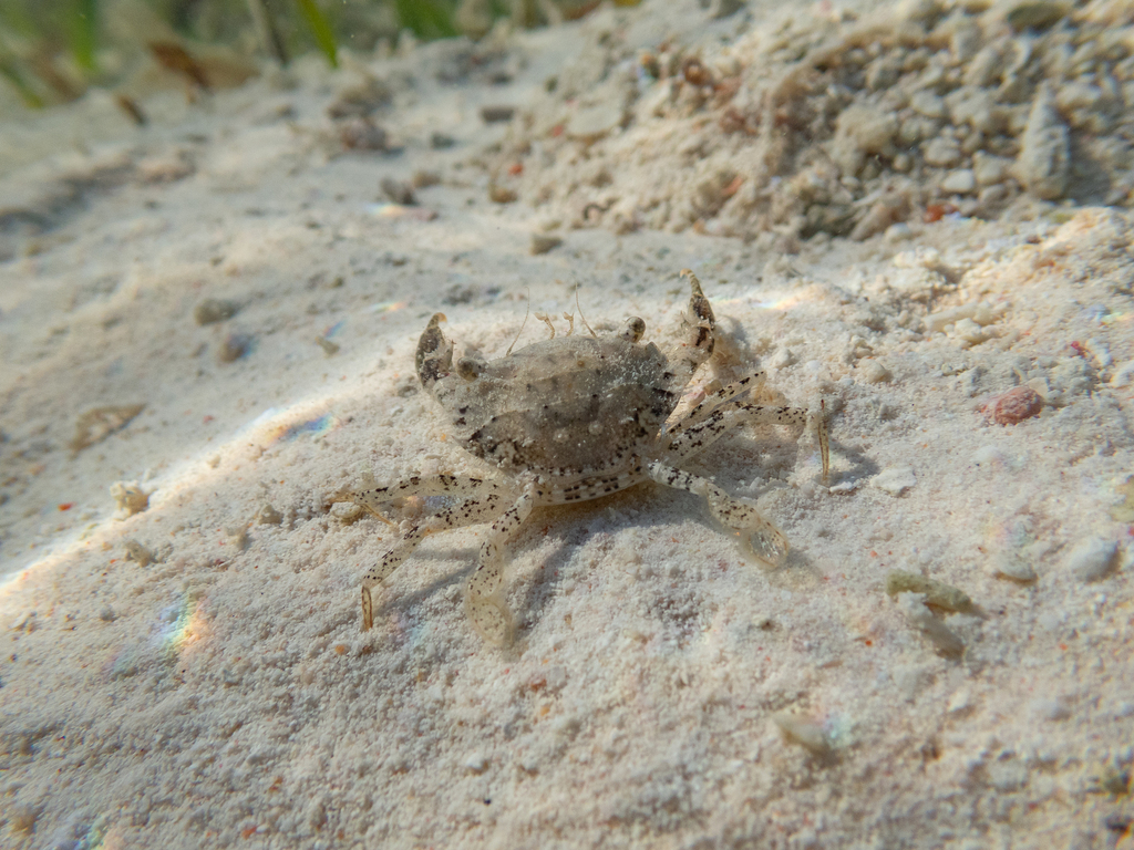 Thalamita pseudopoissoni