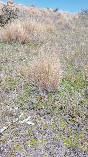 Image of Festuca novae by (c) Joe Potter Butler, some rights reserved (CC BY)