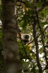 Propithecus diadema
