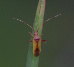 Creontiades rubrinervis