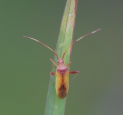 Creontiades rubrinervis