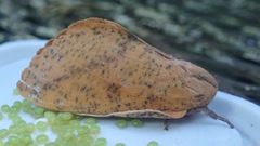 Syssphinx bisecta