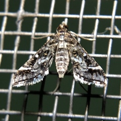 Diasemiopsis leodocusalis