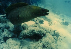 Gymnothorax funebris