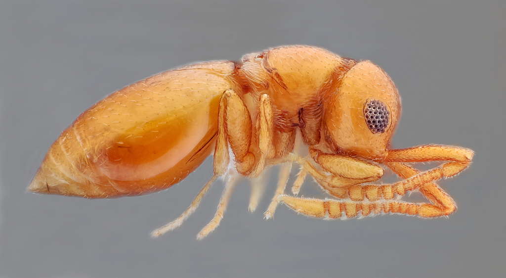 Lagynodes acuticornis