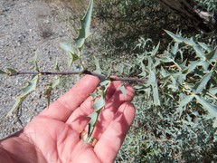 Berberis haematocarpa