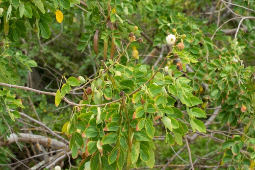 Leucaena lanceolata, photograph 6