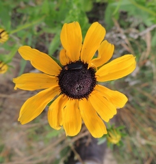 Nemognatha nemorensis