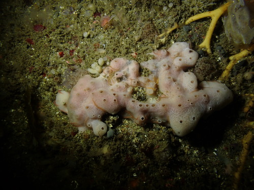Niphates lunisimilis