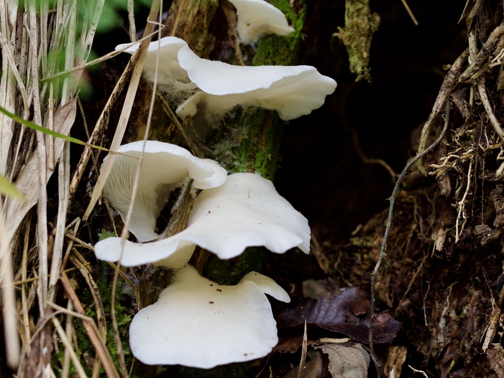 Pleurocybella porrigens · December 2024 · photo: © re_nebel (iNaturalist, cc-by)