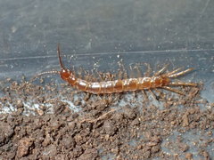 Abatobius