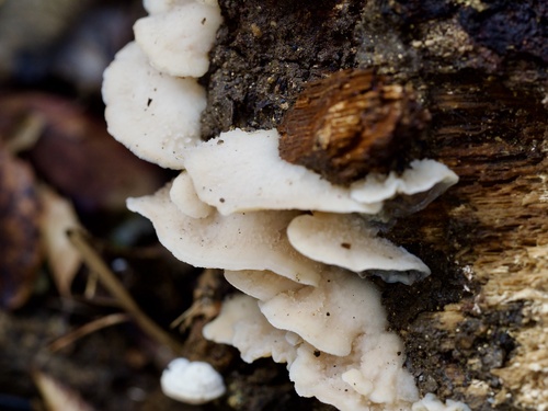 Merulius tremellosus