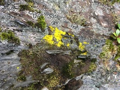 Lepraria lanata