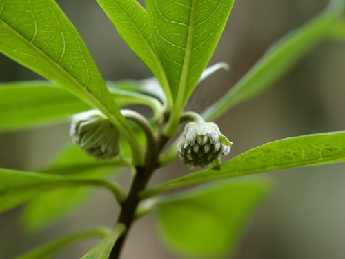 Edgeworthia chrysantha