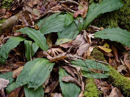 Image of Calanthe discolor by (c) りなべる, some rights reserved (CC BY)