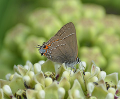 Satyrium favonius