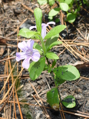 Dyschoriste oblongifolia