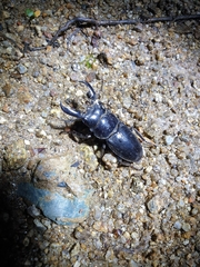 Serrognathus titanus castanicolor