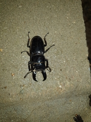 Serrognathus titanus castanicolor