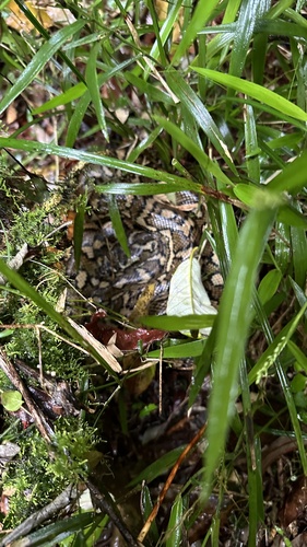 Coastal Carpet Python sighting